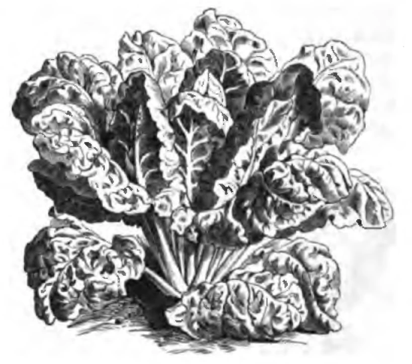 Silverbeet (poirée) with large leaves and thick pale stems. Colour lithograph from Vilmorin-Andrieux's Les plantes potagères, 1883.