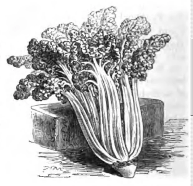 Poirée à carde blanche frisée, a crinkled white-stalked variety. Vilmorin-Andrieux, 1883.